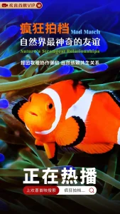 疯狂拍档:自然界最神奇的友谊